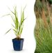 Green boutiQ - Molinia caer. Heidebraut - Pijpestrootje - Groen - 6 Planten
