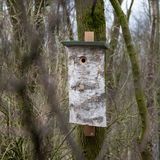 CJ Wildlife Nestkast voor Specht – Nestkastje Vogelhuisje – Houten Berkenstam Malmö – Met Openingsdak – Voor Tuin of Balkon