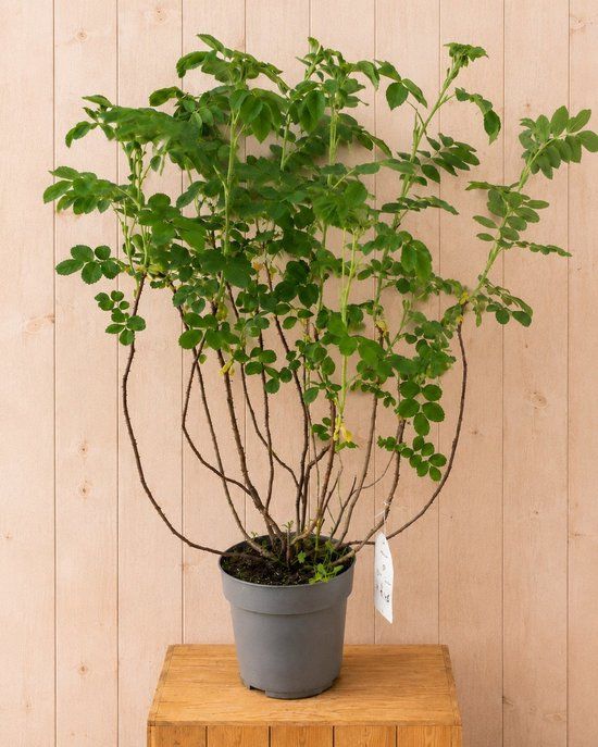Warentuin Natuurlijk Rosa Rugosa Rimpelroos 90 cm