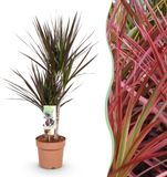 Plantenboetiek.nl Green is... Dracaena Magenta - Drakenbloedboom - Weinig onderhoud - Groen - Ø17cm - 70-80cm hoog - Kamerplant - Groenblijvend