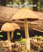 Hongos del Bosque del noroeste de Oregón