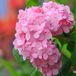 Arborix Hydrangea Macrophylla 'Bouquet Rose' - Hortensia - 25-30 cm in pot