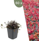 Plants by Frank | 60 Stekelnoot planten | Acaena microphylla 'Kupferteppich' | Winterharde bodembedekker | Winterharde planten voor de tuin | Winterharde vaste planten meerjarig | Winterharde tuinplanten