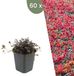 Plants by Frank | 60 Stekelnoot planten | Acaena microphylla 'Kupferteppich' | Winterharde bodembedekker | Winterharde planten voor de tuin | Winterharde vaste planten meerjarig | Winterharde tuinplanten