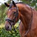 Qhp Hoofdstel Qhp Orlando Zwart