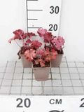 Groendecor Tuinarchitectuur 6x Heuchère - Heuchera hybr. 'Fire Alarm' | pot 9x9 cm