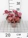 Groendecor Tuinarchitectuur 6x Heuchère - Heuchera hybr. 'Fire Alarm' | pot 9x9 cm