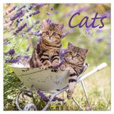 Korsch Verlag Cats 2027 Wall Calendar