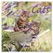 Korsch Verlag Cats 2027 Wall Calendar