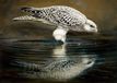 Renato Casaro Kunstdruk - Drinking Falcon 70x50cm