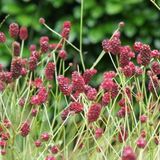 Arborix Sanguisorba 6 x Sanguisorba Officinalis 'Tanna ' - Pimpernel pot 9x9cm