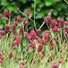 Sanguisorba 6 x Sanguisorba Officinalis 'Tanna ' - Pimpernel pot 9x9cm