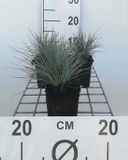 GRDplanten 6x Zwenkgras - Festuca glauca (ovina 'Glauca') | 9x9 cm pot