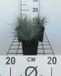 GRDplanten 6x Zwenkgras - Festuca glauca (ovina 'Glauca') | 9x9 cm pot