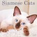 Siamese Avonside Publishing Siamese Cats 2027 Calendar | Square Wall Calendar | Cat Gift | Plastic Free Packaging