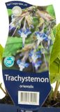Griffioen Trachystemon orientalis vaste plant