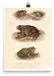Vintage Antieke Kikker Poster Print van Natuur en Dieren