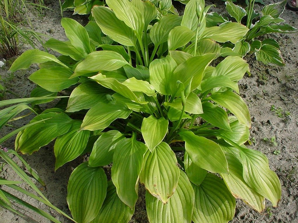 Griffioen Hosta Royal Standard Griffioen