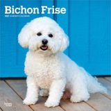 Bichon BrownTrout Bichon Frisé 2027 - 16-Monatskalender