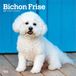 Bichon BrownTrout Bichon Frisé 2027 - 16-Monatskalender