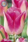 Dutch Flower Lady Page Polka Triumph Tulpenbollen Bolmaat 12+ 10 Bloembollen