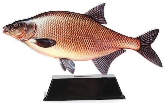 Hengelsportcadeau.nl Vistrofee Real Fish Brasem 24 cm - Prijs Viswedstrijd Visprijs Wedstrijdprijzen Sportvissen Visprijzen Wedstrijdvissen Viswedstrijden Sportvisprijs Sportvisprijzen Visbokaal Vis Bokaal Beker Visbeker Wedstrijdbeker Visbeeld Beeldje Hengelsportprijzen