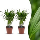 Plantenboetiek.nl Areca Lutescens - Goudpalm - 2 Planten - Ø12cm - 35-45cm hoog