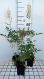 GRDplanten Groendecor Tuinarchitectuur 6x Astilbe - Astilbe (a) 'Weisse Gloria' | pot 9 x 9 cm