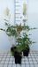 GRDplanten Groendecor Tuinarchitectuur 6x Astilbe - Astilbe (a) 'Weisse Gloria' | pot 9 x 9 cm