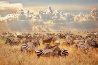 Alexsar Art schilderij Glas art zebra kudde 90x60cm