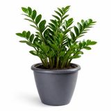 Mega Collections Plantenpot / bloempot Essence Lima - kunststof - donkergrijs - binnen/buiten - D50 x H40 cm
