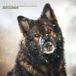 Magnet & Steel Duitse herder Kalender 2023 Wandkalender