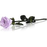 RoseAmor Lila Geconserveerde bloemen 1 st