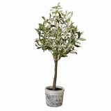 LOBERON Sierpotplant Mariuccia groen