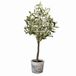 LOBERON Sierpotplant Mariuccia groen