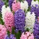 Merkloos Hyacinthus Pastel Mix, Set van 80 Voorjaarsbloeiers