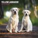Magnet & Steel Labrador Retriever Blond Kalender 2024 Wandkalender