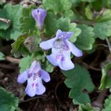 Arborix Glechoma Hederacea 6 x Hondsdraf pot 9x9cm - Kruipende bodembedekker