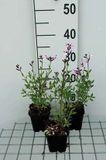 GRDplanten Groendecor Tuinarchitectuur 6x Struiksalie - Salvia greggii 'Joy' | 9x9 cm pot