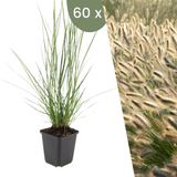Plants by Frank 60 Lampenpoetsergras Planten Pennisetum alopecuroides 'Hameln'