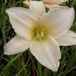 Arborix Hemerocallis 3 x 'Serena Madonna' - Daglelie pot 9x9cm