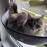 Markenlos Famanu - Katten vensterstoel met zuignappen - ligbed met mat voor zonnebaden - draagkracht tot 20 kg - 70 x 29 cm