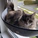Markenlos Famanu - Katten vensterstoel met zuignappen - ligbed met mat voor zonnebaden - draagkracht tot 20 kg - 70 x 29 cm