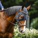 HORSEWARE IONIC CALMING FACE MASK Noir