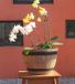 Jinfa pot en plastique aspect bois | couleur : noyer | Design : tonneau | Ø 38 cm