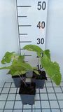 GRDplanten Groendecor Tuinarchitectuur 6x Brandkruid - Phlomis tub. 'Amazone' | 9x9 cm pot