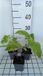GRDplanten Groendecor Tuinarchitectuur 6x Brandkruid - Phlomis tub. 'Amazone' | 9x9 cm pot