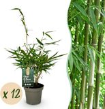 Plantenboetiek.nl Bamboe - Fargesia robusta Pingwu - Bladhoudend - Niet Woekerend - Groen - 12 Planten - Ø14cm - 25-35cm hoog - Tuinplant