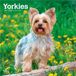 Yorkshire BrownTrout Yorkshire Terriers 2027 12 X 24 Inch Monthly Square Wall Calendar