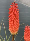 GRDplanten Groendecor Tuinarchitectuur 6x Vuurpijl, Fakkelelie - Kniphofia 'Alcazar' | 9x9 cm pot